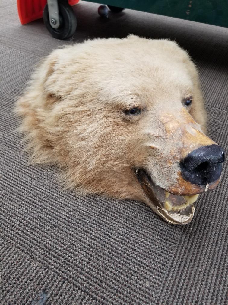 grizzly bear head taxidermy