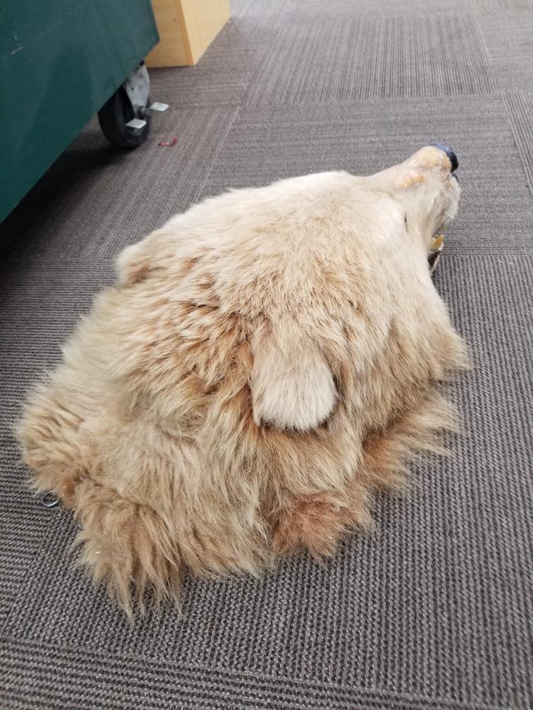 taxidermy bear head