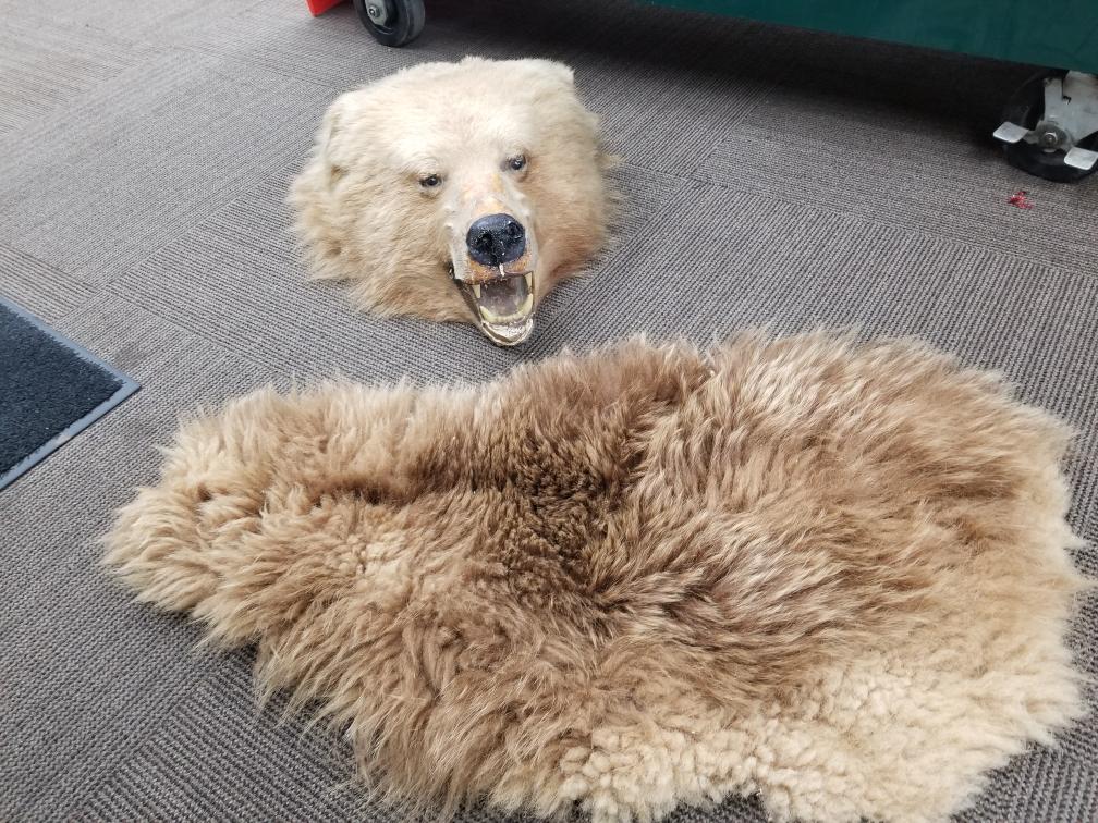 taxidermy bear head