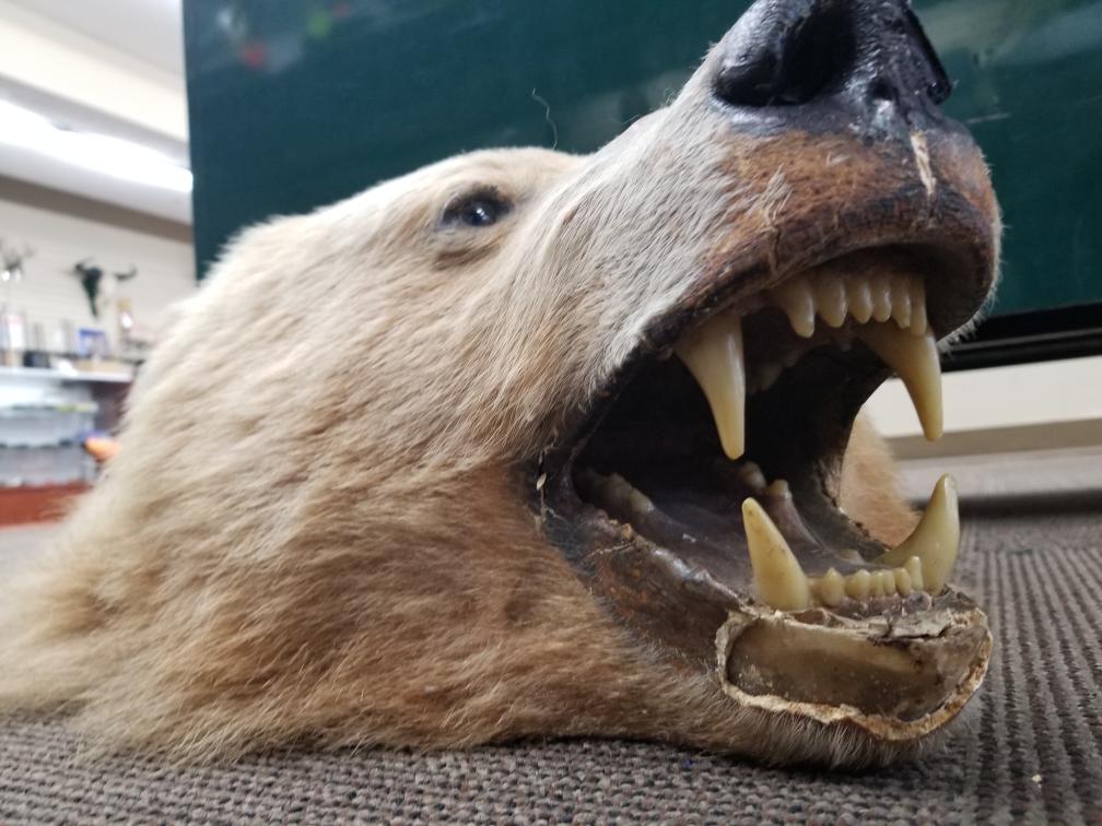 bear bones taxidermy